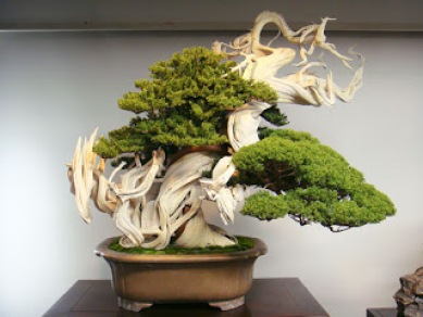 1e540-bonsai-800-tahun